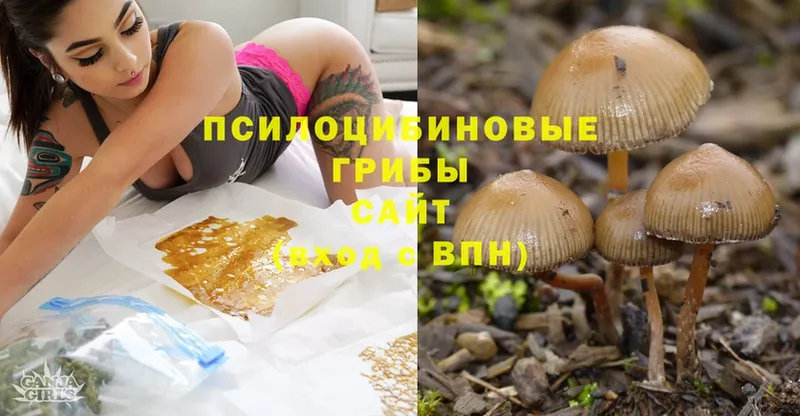 где купить наркотик  Кузнецк  kraken зеркало  Псилоцибиновые грибы MAGIC MUSHROOMS 